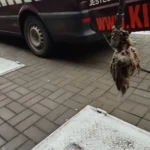 Udrażnianie kanalizacji Wołomin